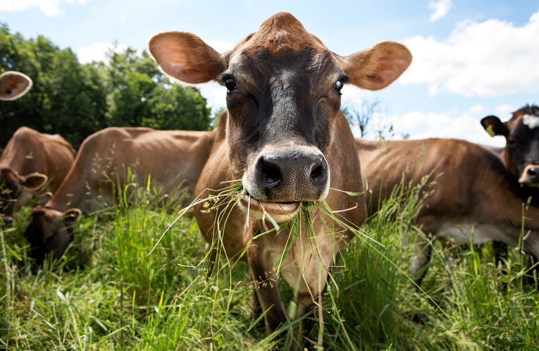 Why you should prioritise grass-fed beef