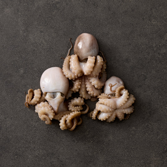 Wild-Caught Berrima Baby Octopus